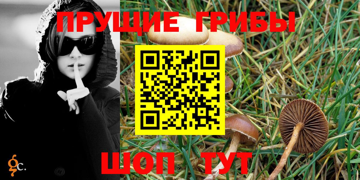 Галлюциногенные грибы Psilocybe Киржач